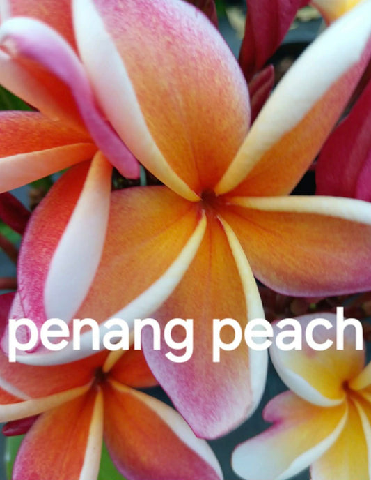 Special Penang Peach Frangipani