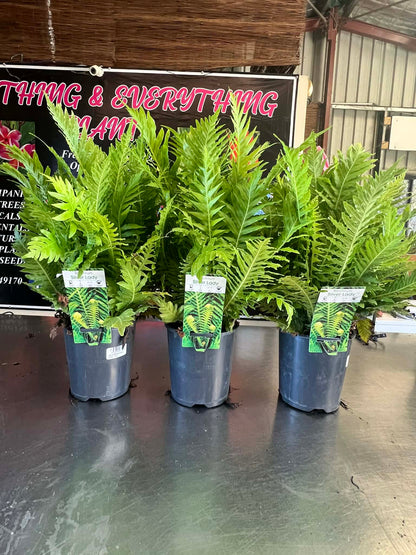 Silver Lady Fern