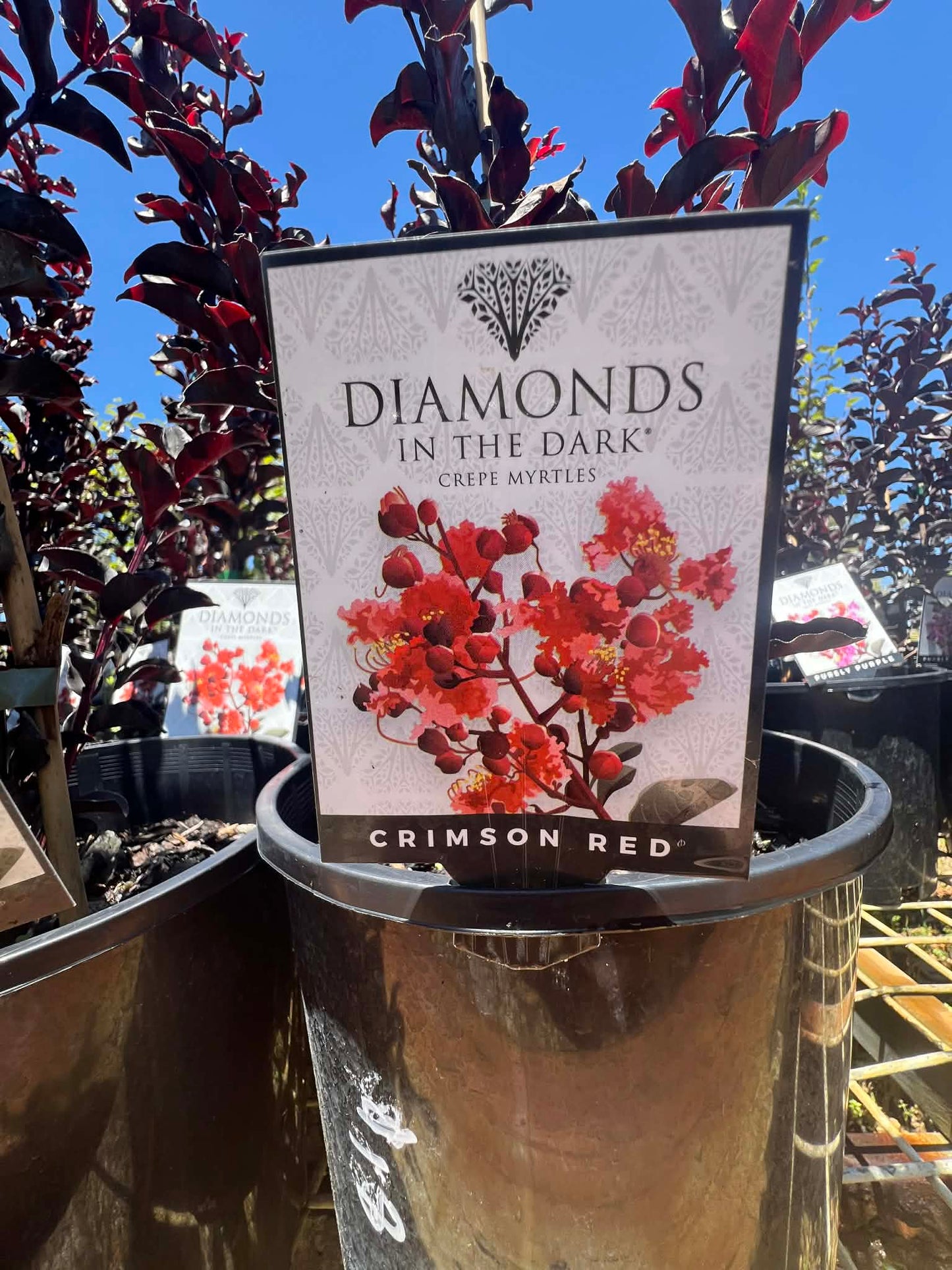 Diamonds In The Dark Crimson Red Crepe Myrtle