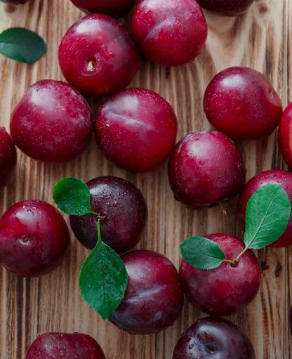 Plum Santa Rosa Variety