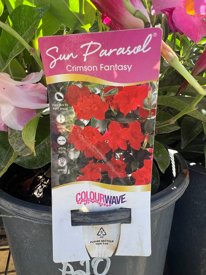 Mandevilla Crimson Fantasy Variety