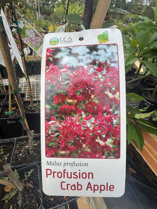Crab Apple Malus Profusion Variety
