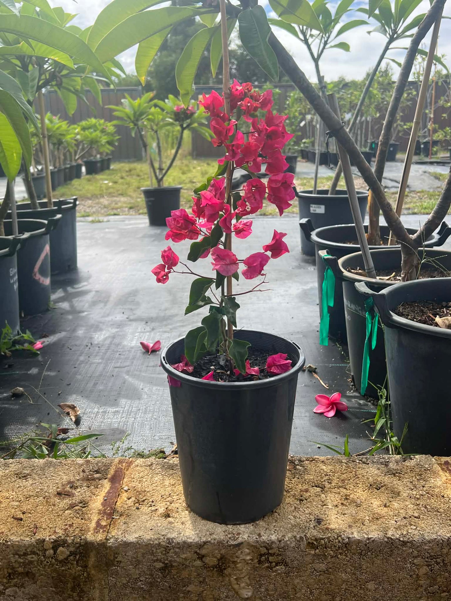 Bougainvillea Pau Pau Variety