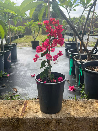 Bougainvillea Pau Pau Variety