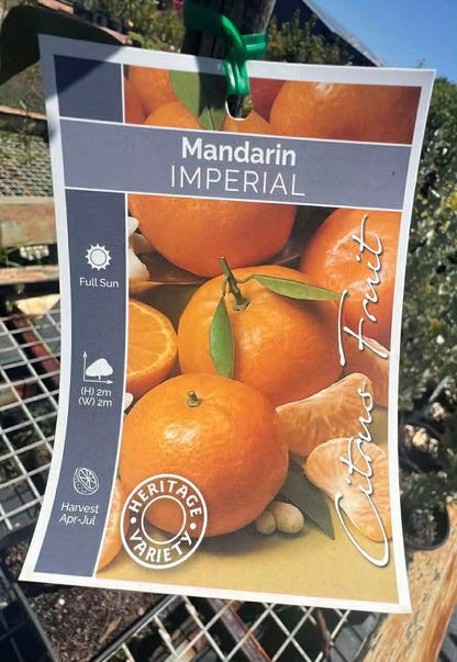 Mandarin Imperial Variety