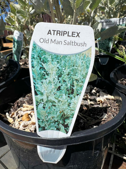 Old Mans Salt bush
