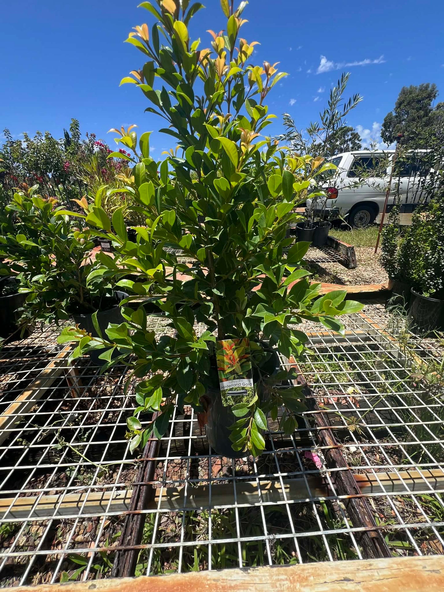 Lilly Pilly Hinterland Gold Variety