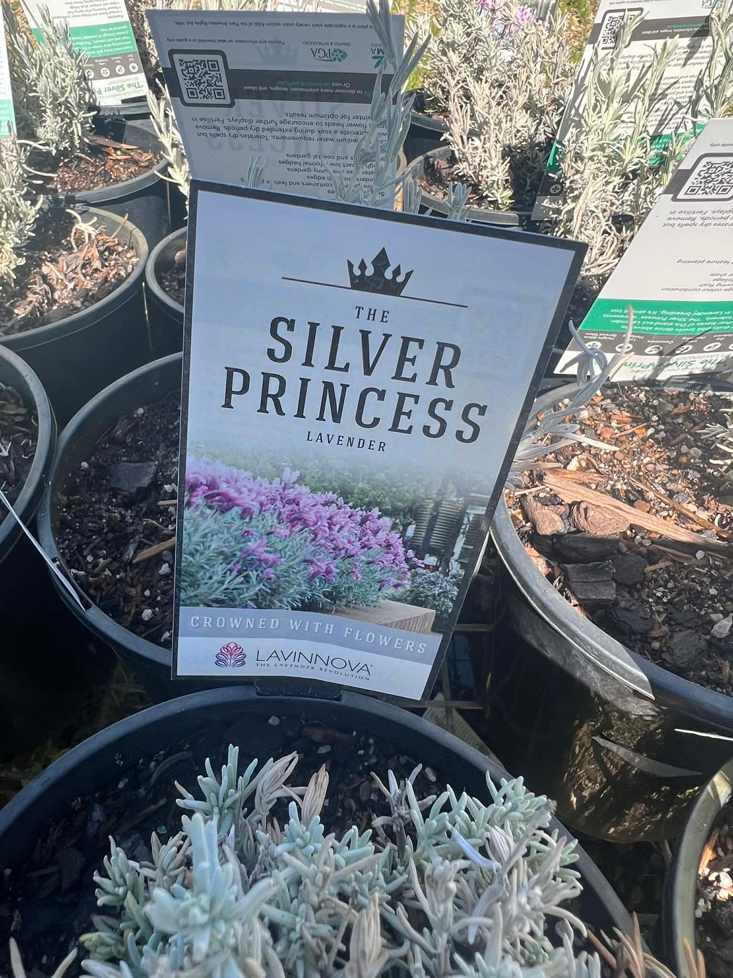 Lavender Silver Princess