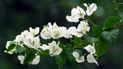Bougainvillea Rijnstar White Variety
