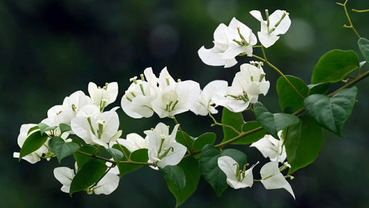 Bougainvillea Rijnstar White Variety