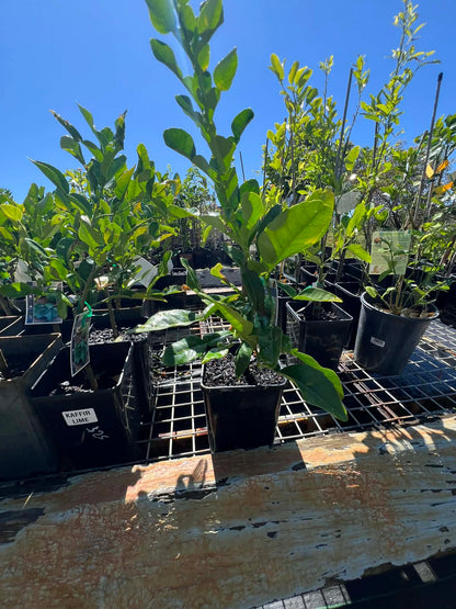 Lime Kaffir Variety