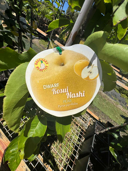 Dwarf Koshi Nashi pear