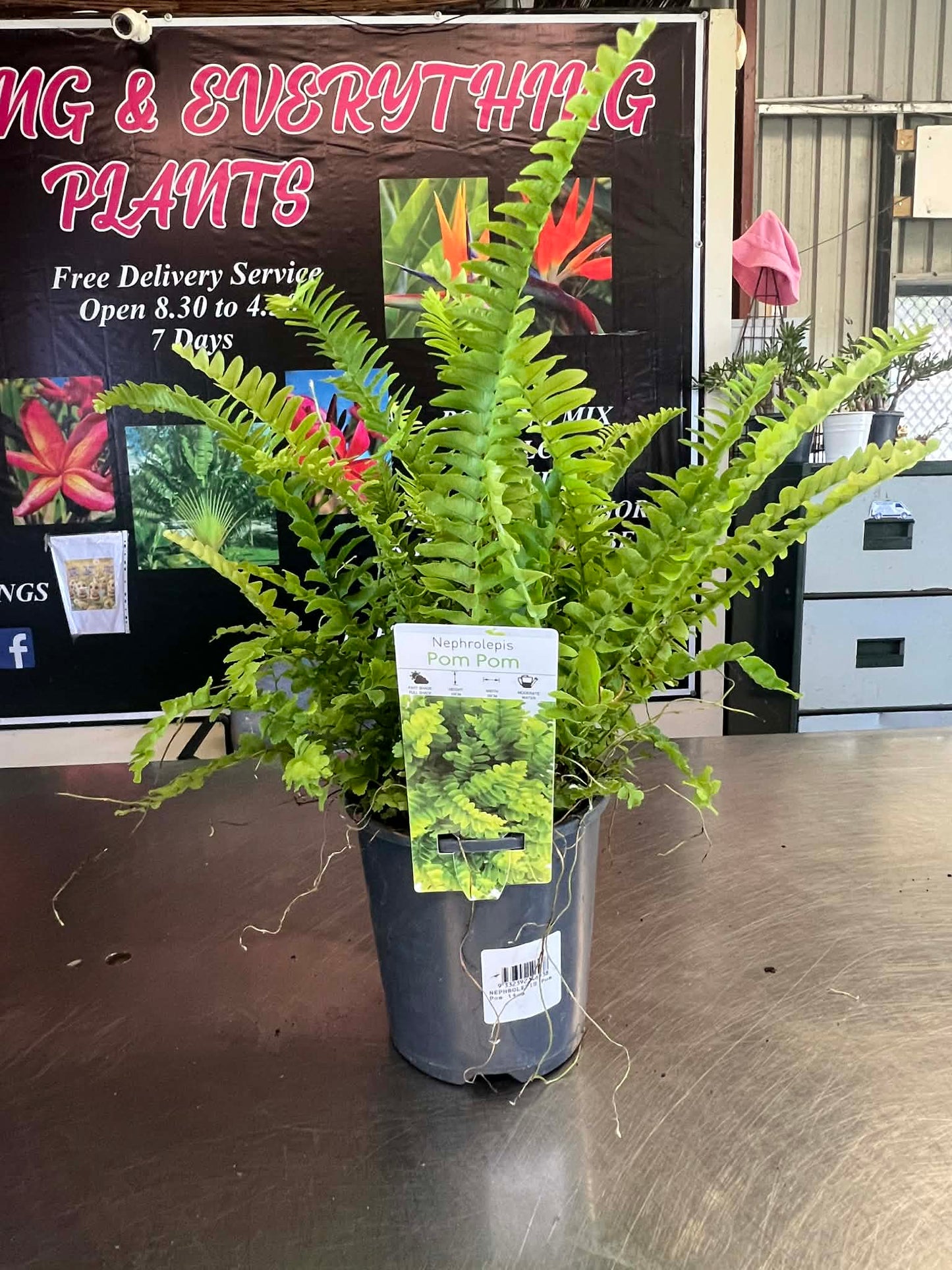 Pom Pom Ferns