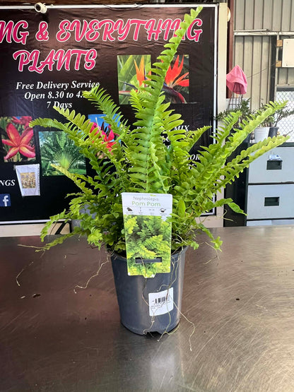 Pom Pom Ferns