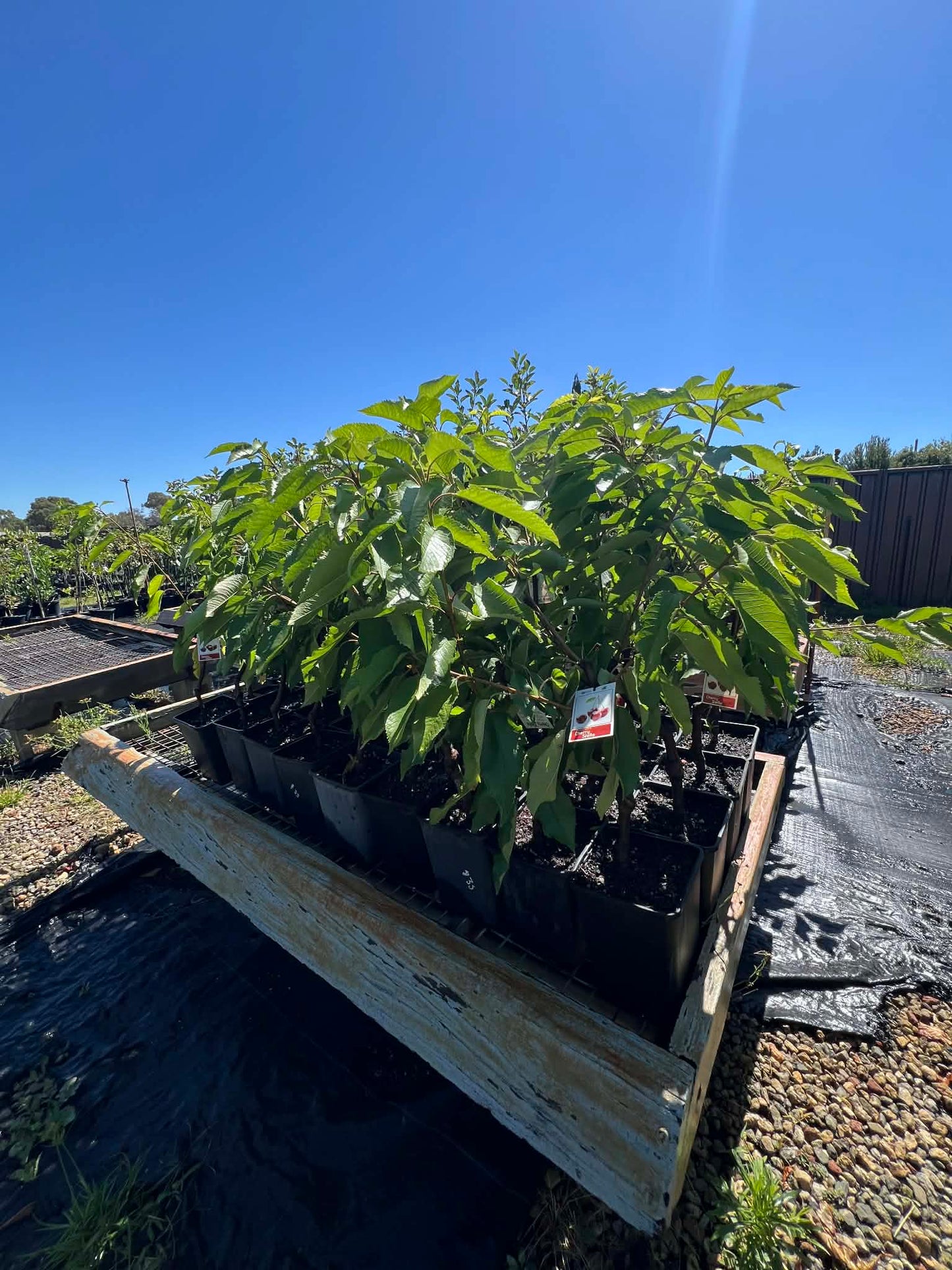 Stella Cherry Trees