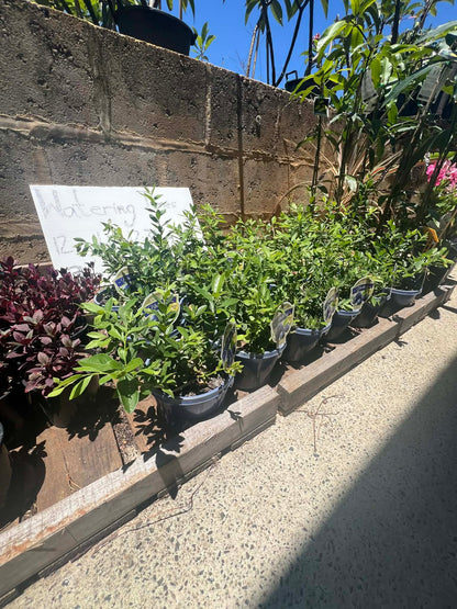 Blueberry Misty Variety