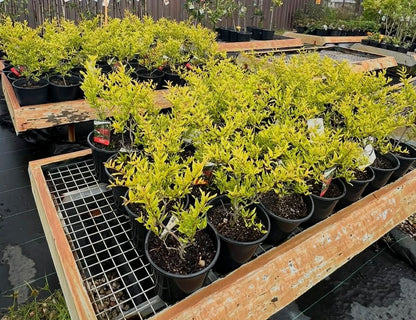 Pomegranate Wonderful Variety