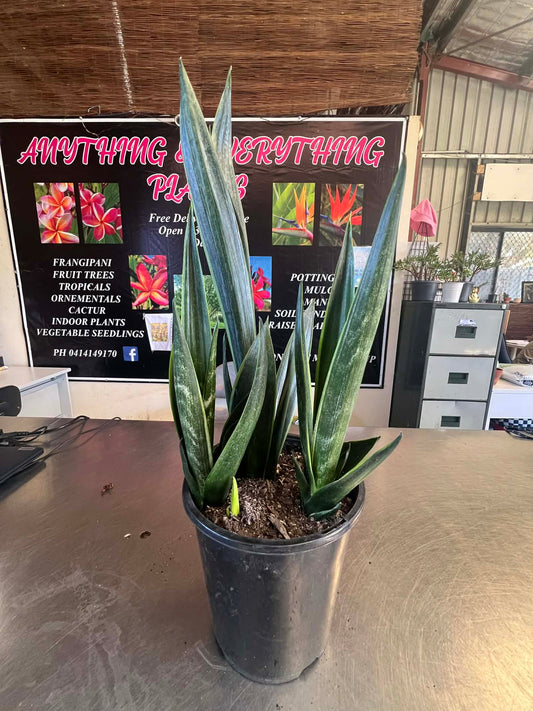 Sansevieria Black Sword