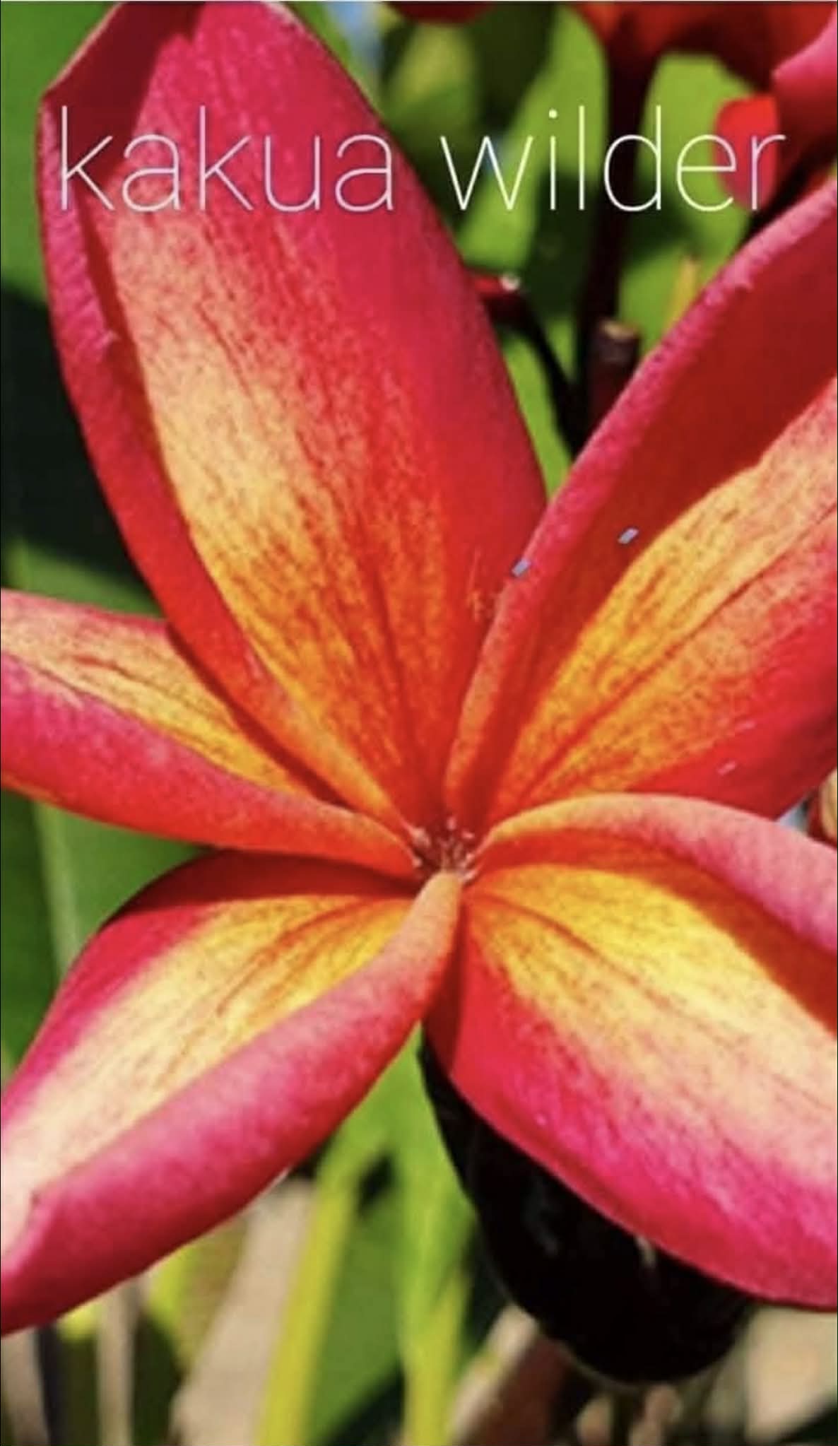 Special Kakau Wilder Frangipani
