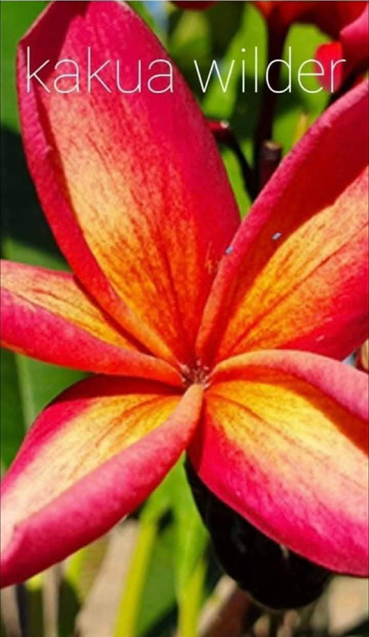 Special Kakau Wilder Frangipani