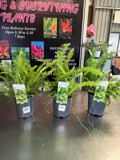 Pom Pom Ferns
