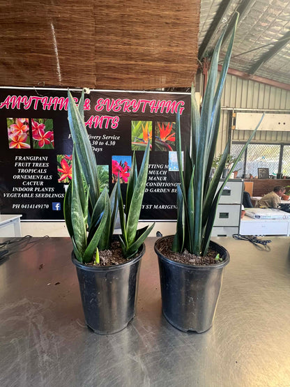 Sansevieria Black Sword