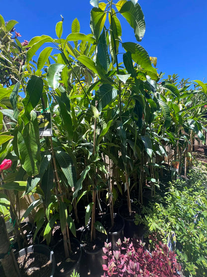 Mango Nam Doc Mai Variety