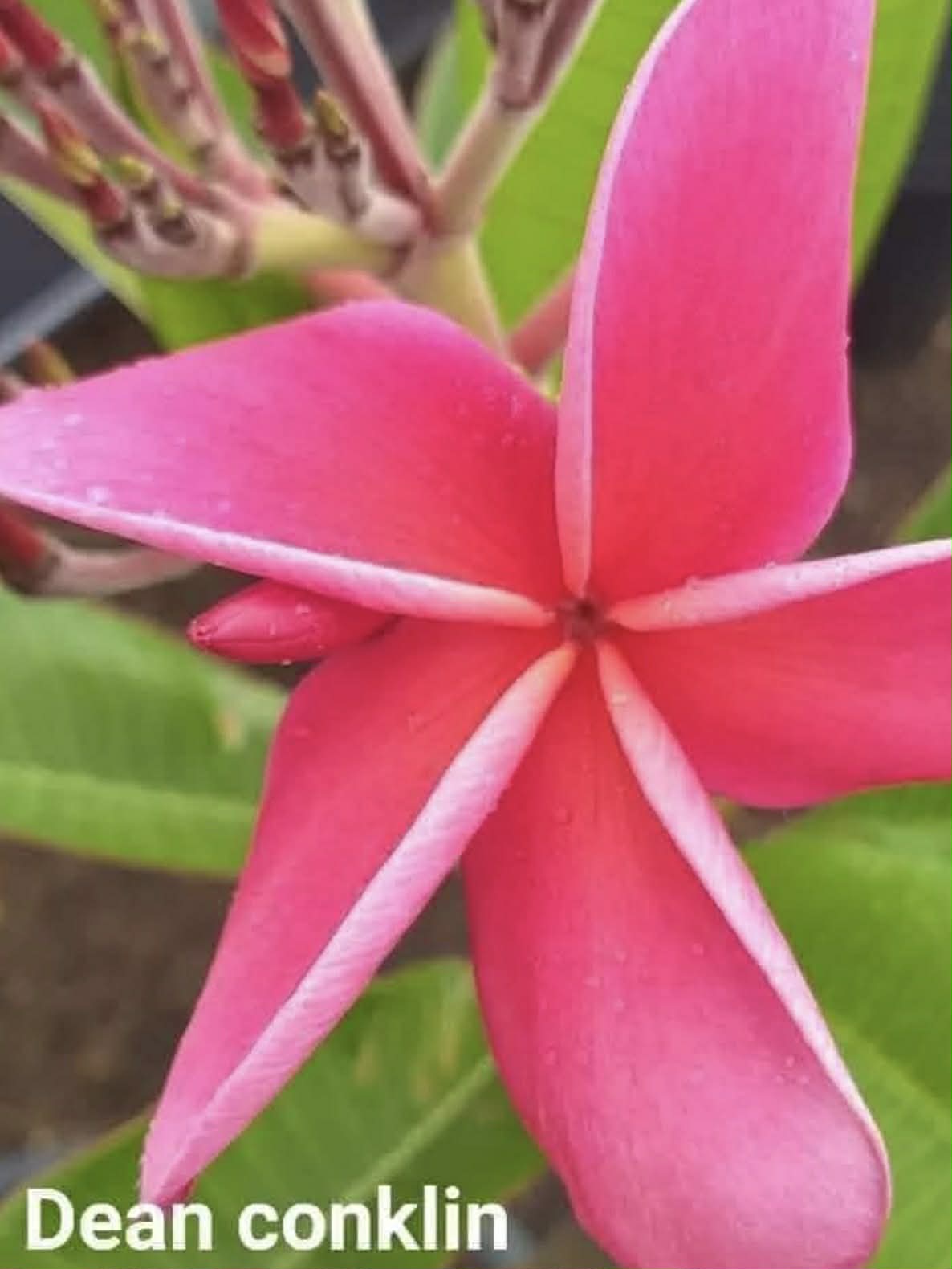 Special Dean Conklin Frangipani