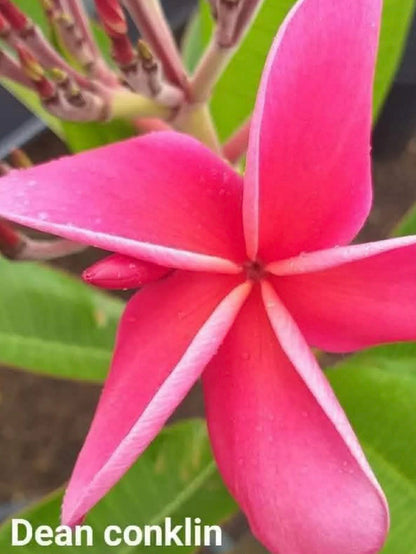 Special Dean Conklin Frangipani