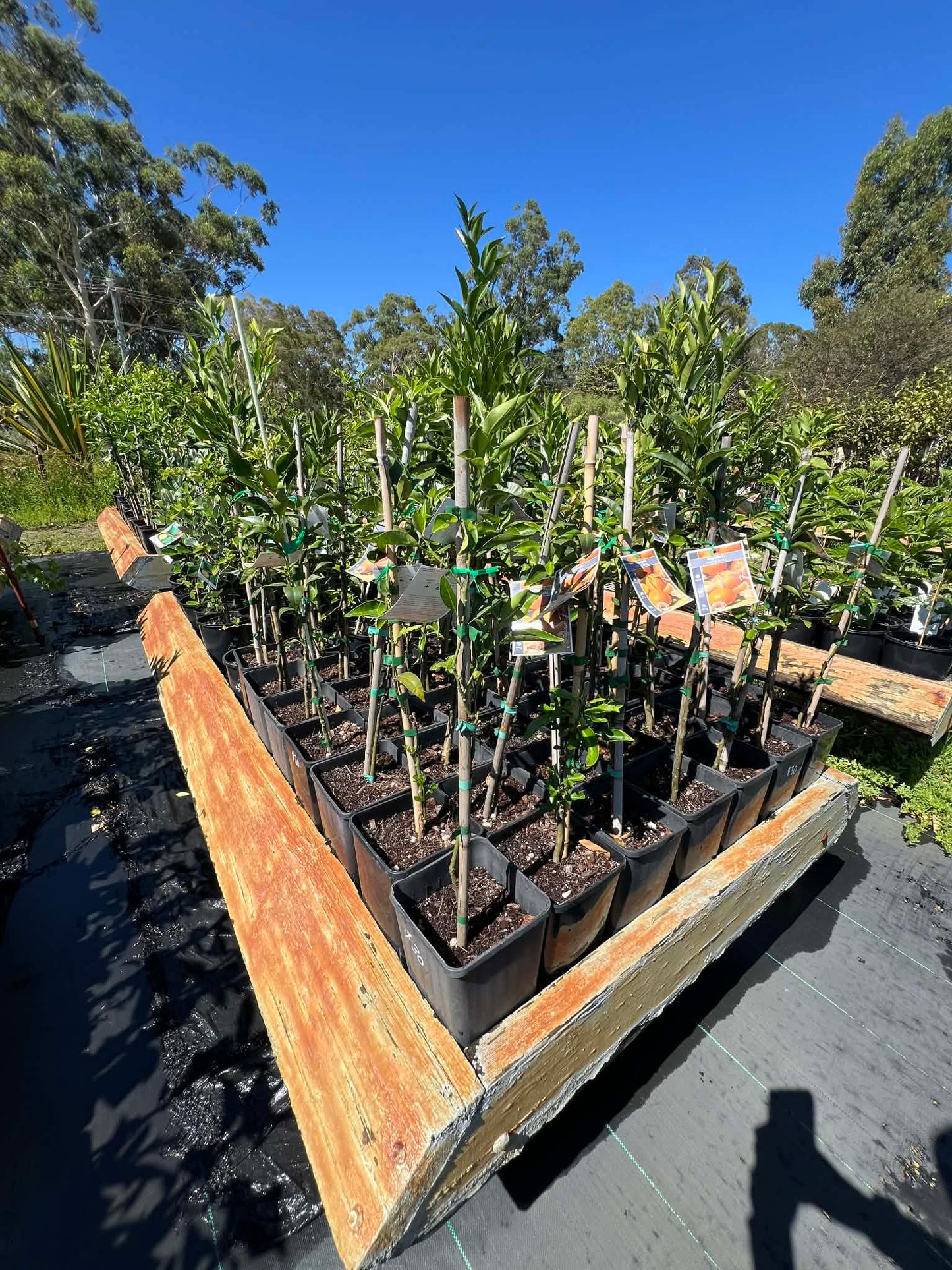 Mandarin Imperial Variety