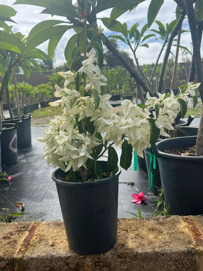 Bougainvillea Rijnstar White Variety