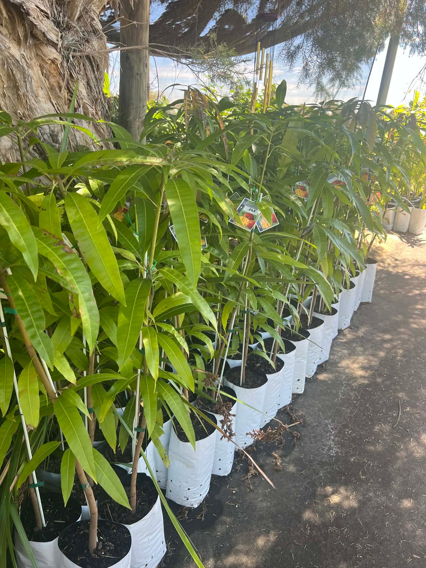 Kensington Pride Mango