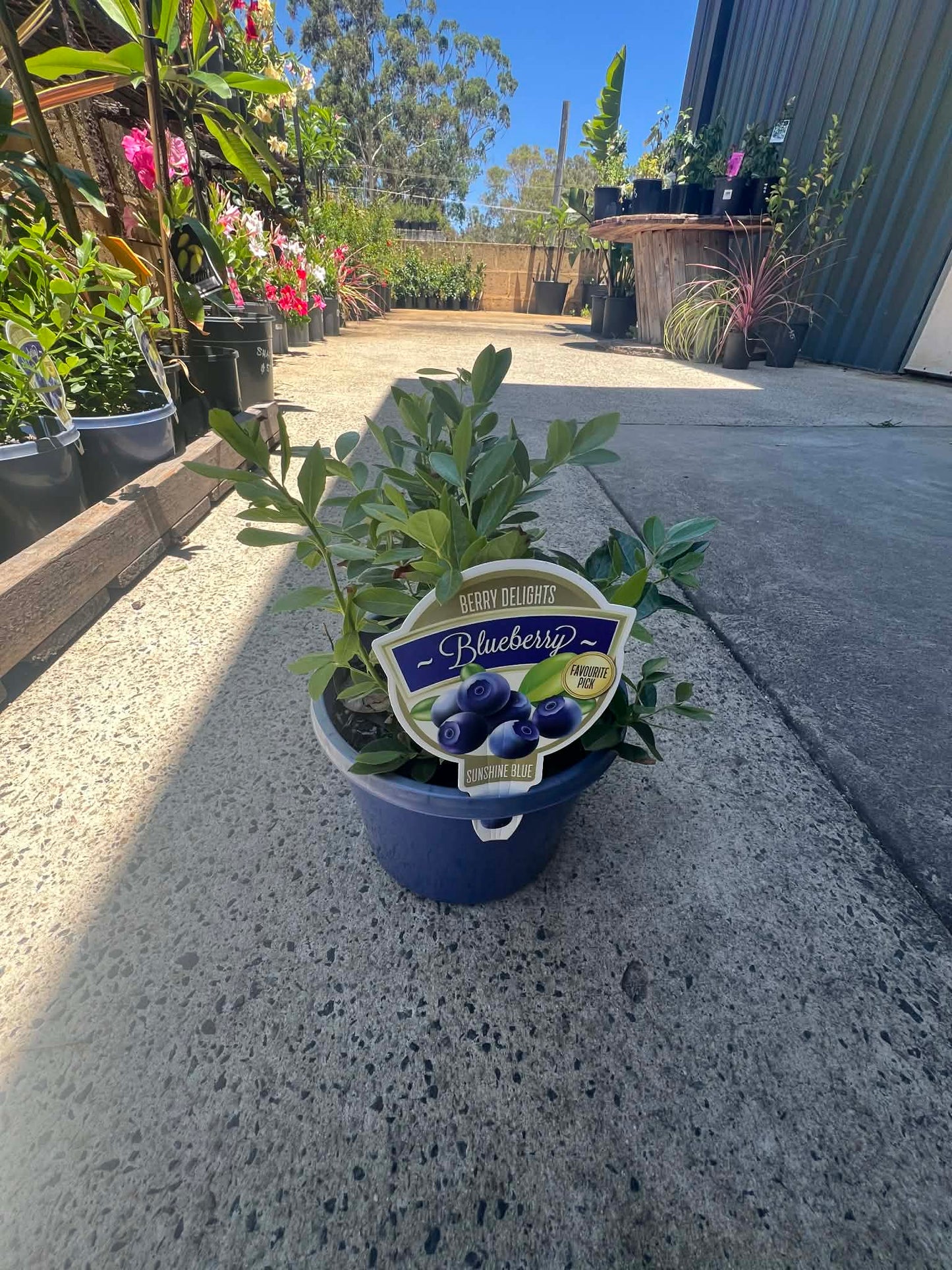 Blueberry Sunshine Blue Variety