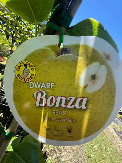 Dwarf Bonza Pear