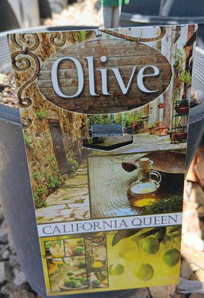 Olive California Queen Variety