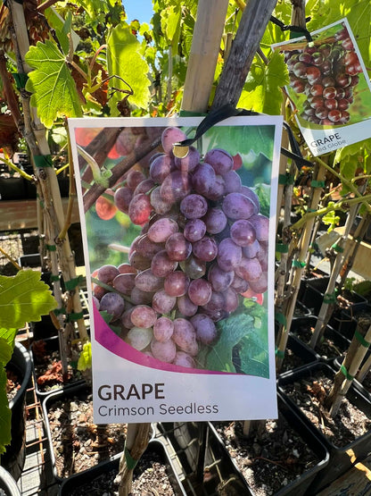Grape Vine Crimson Seedless Variety