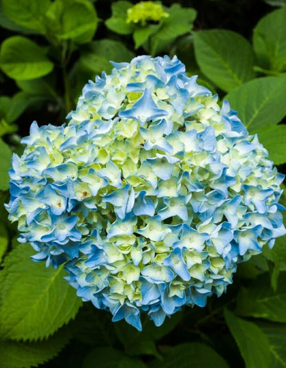 Hydrangea Magical Revolution Variety