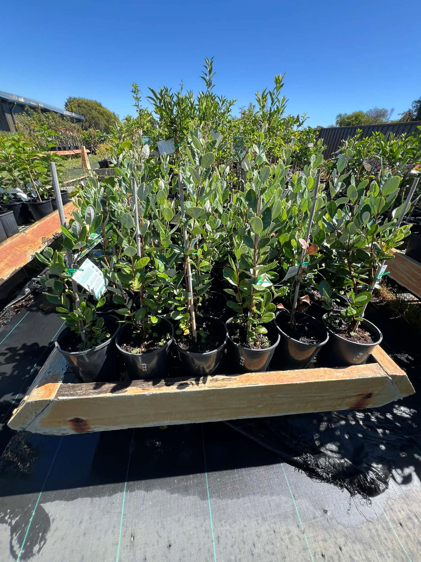 Feijoa Duffy Self Pollinating Variety