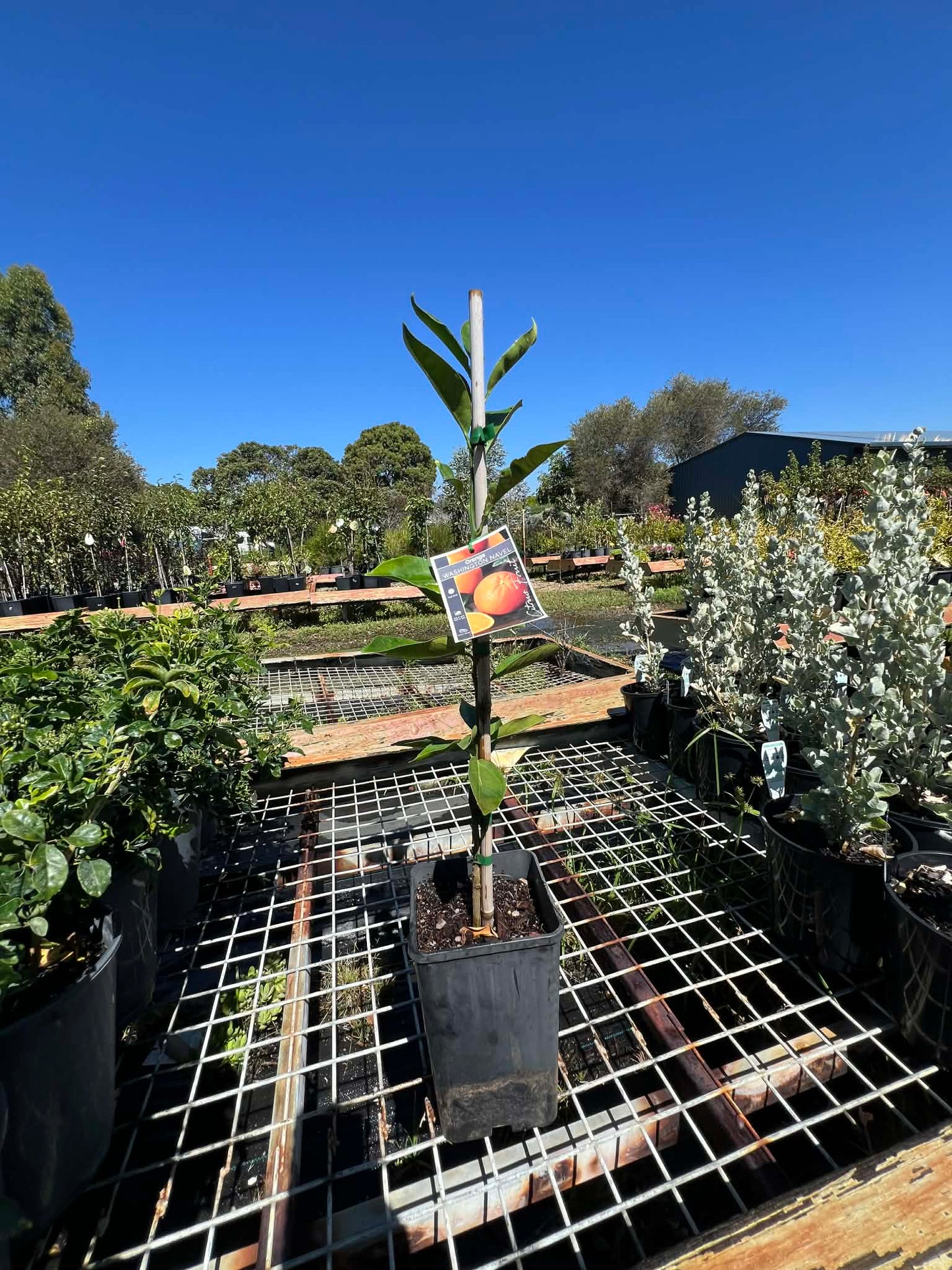 Orange Washington Navel Variety