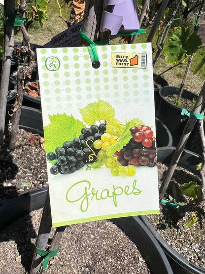 Grape Vine Sultana Variety