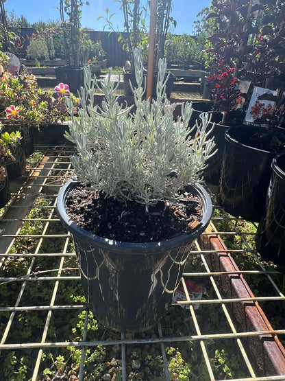 Lavender Silver Princess