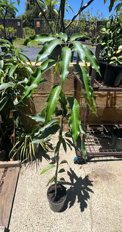 Mango Nam Doc Mai Variety