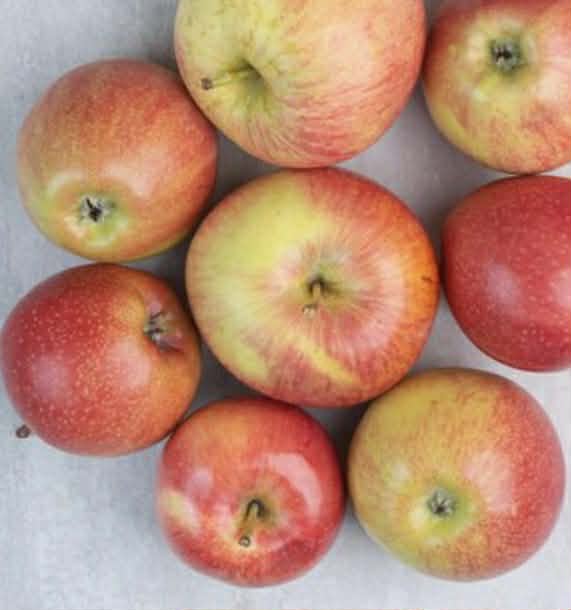 Apple Red Fuji Variety