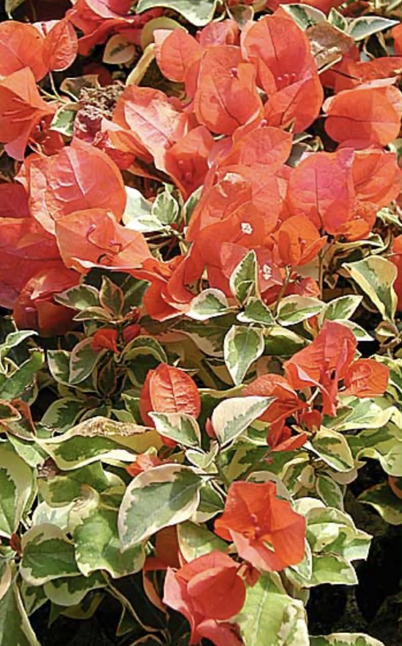 Bougainvillea Golden Ice Variety