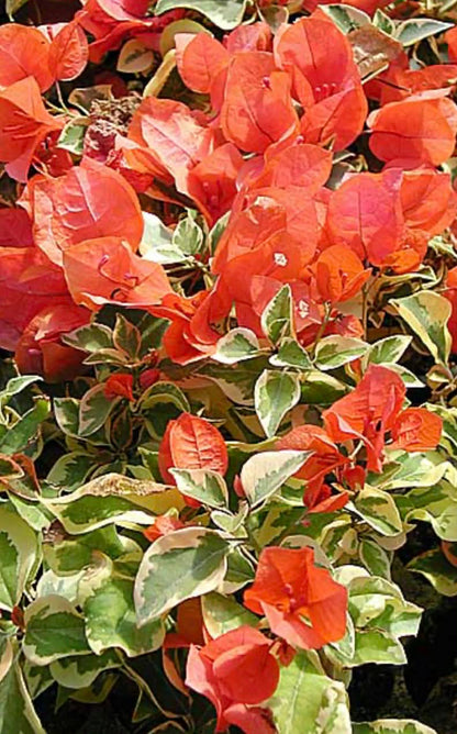 Bougainvillea Golden Ice Variety