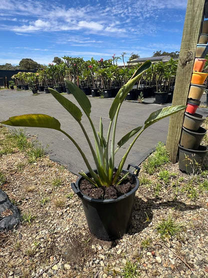 Dwarf Orange Bird Of Paradise (Sun Hardened)