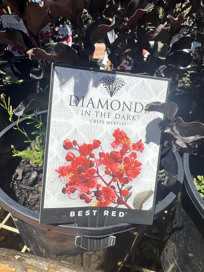 Diamonds In The Dark Best Red Crepe Myrtle