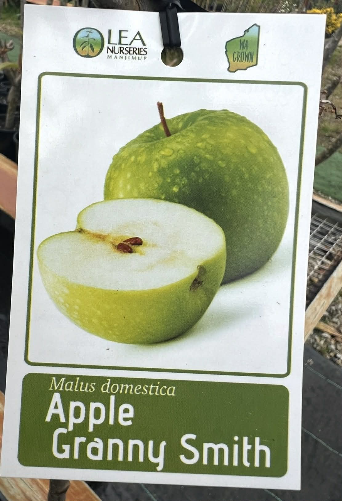 Apple Granny Smith Variety