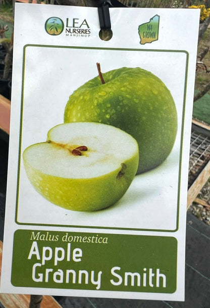 Apple Granny Smith Variety