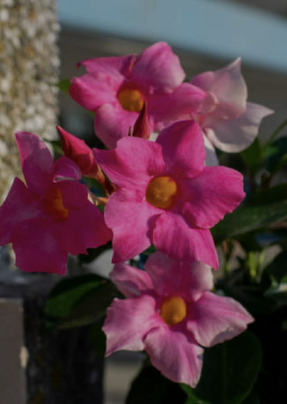 Mandevilla Pretty Rose Pink Variety